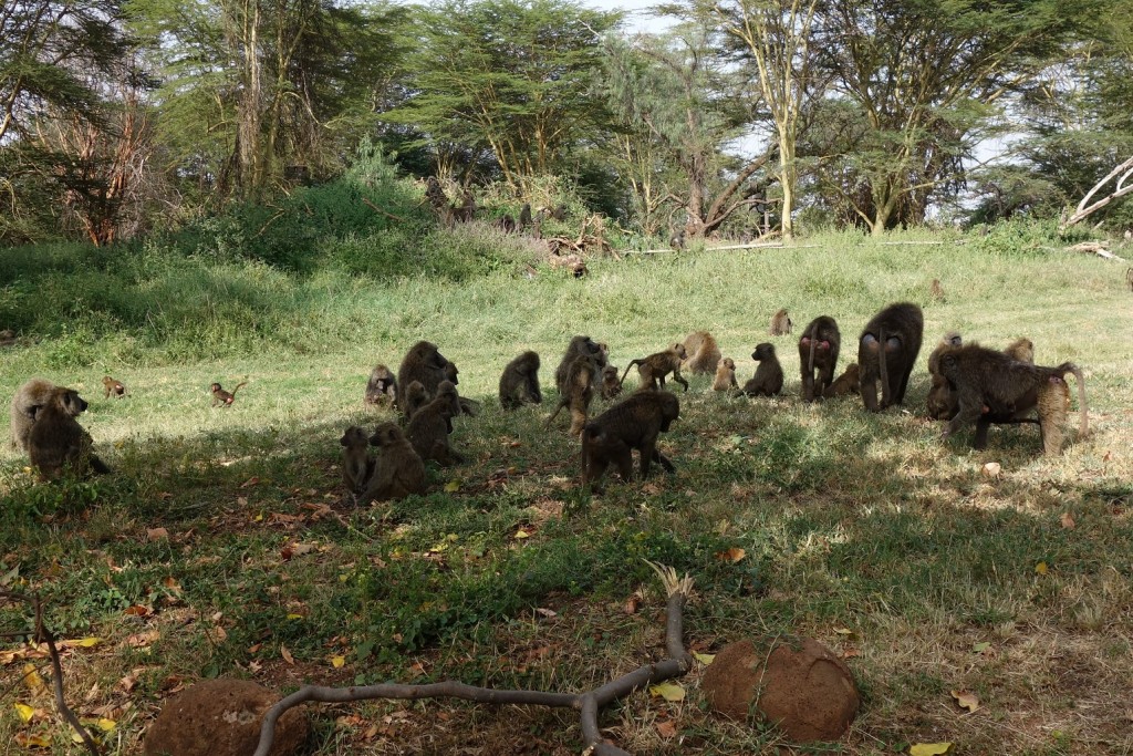 Baboons by the road between Ngiri House and Lewa Office.