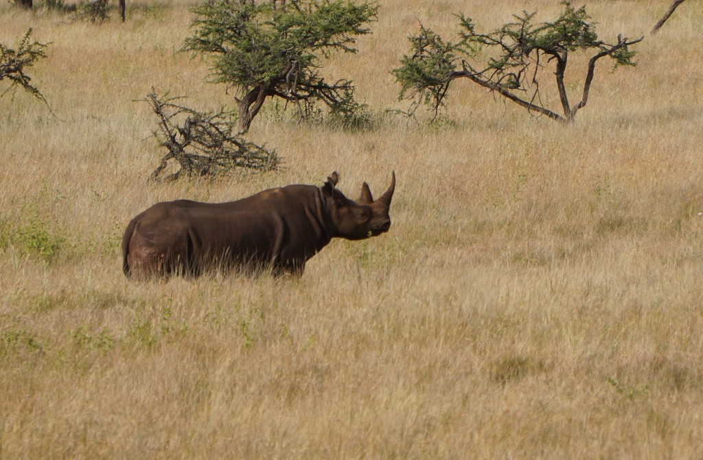 Adult Black Rhino