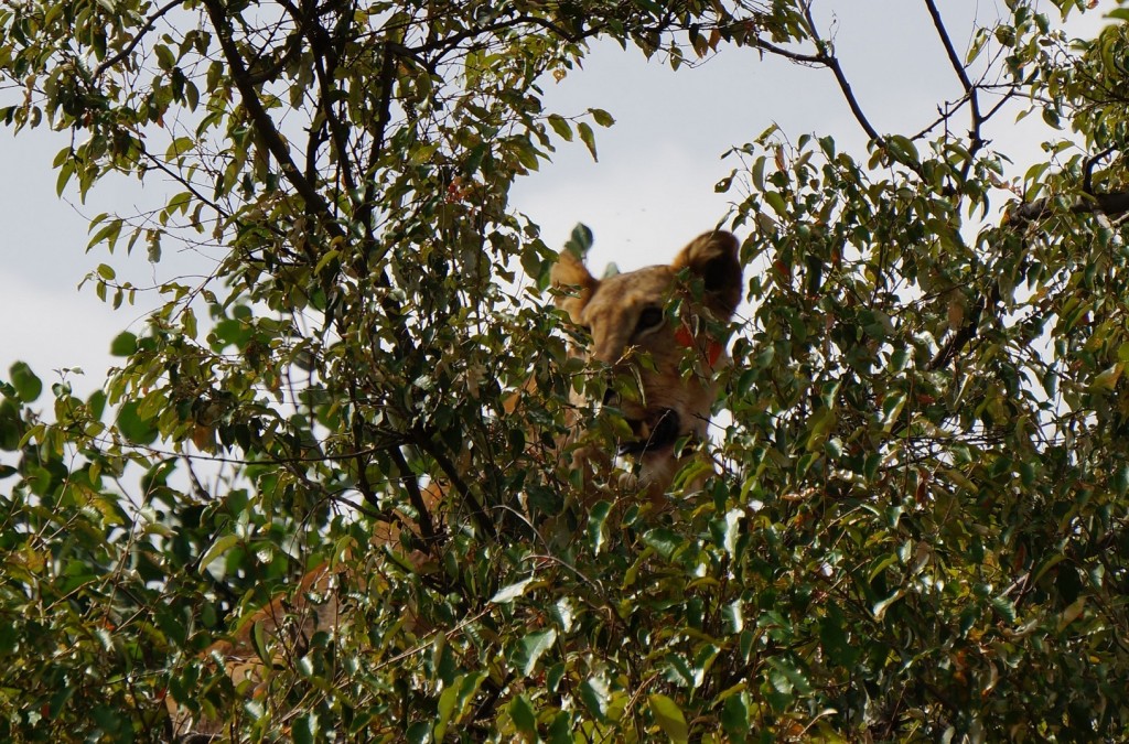 Lion in the bush