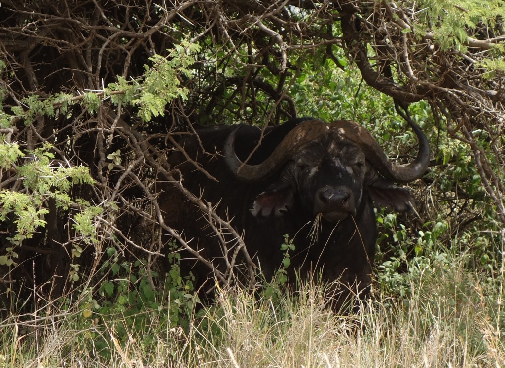 Buffalo hiding in the brush.