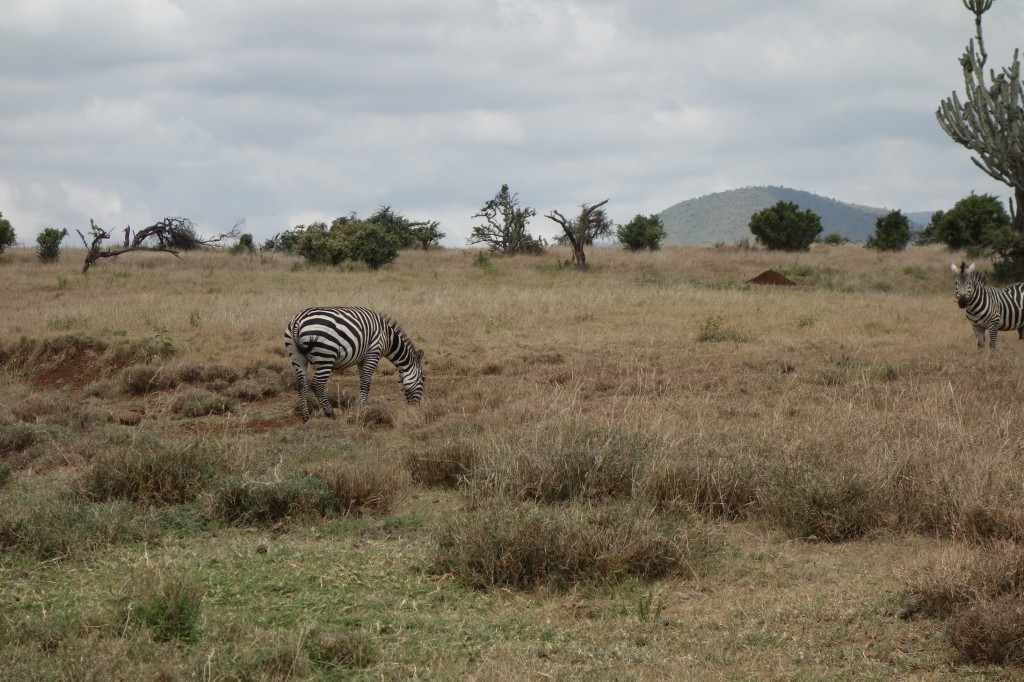 The first zebra we saw at Lewa.