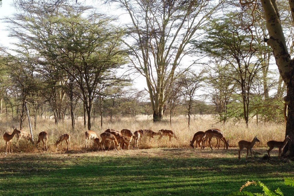 A herd of more than fifty Impala joining us for breakfast