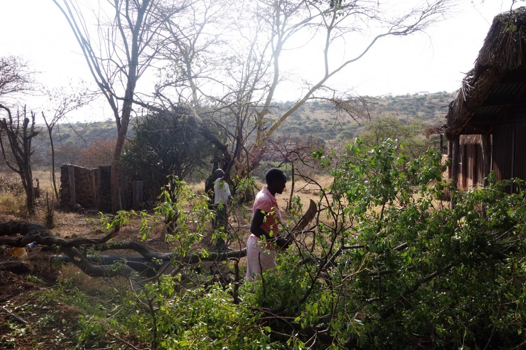Kithati and Jane using ponga (machetes) to cut and remove the tree.