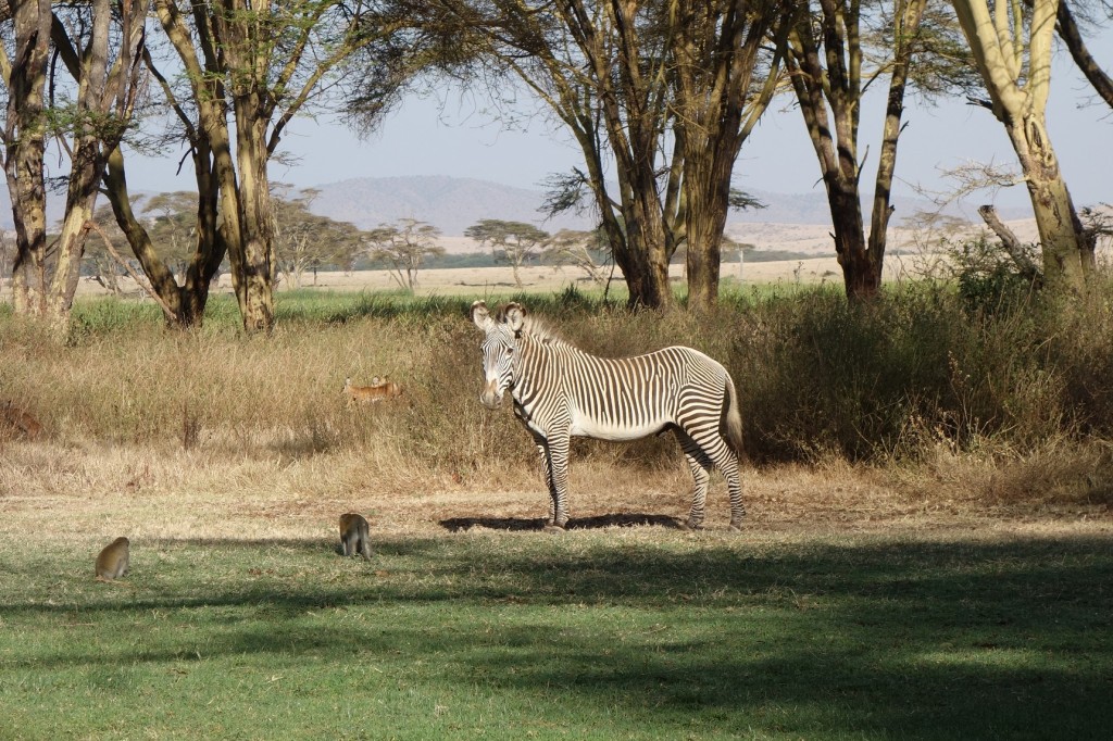 The Zebra as well, note the monkeys on the lawn and impala in the brush