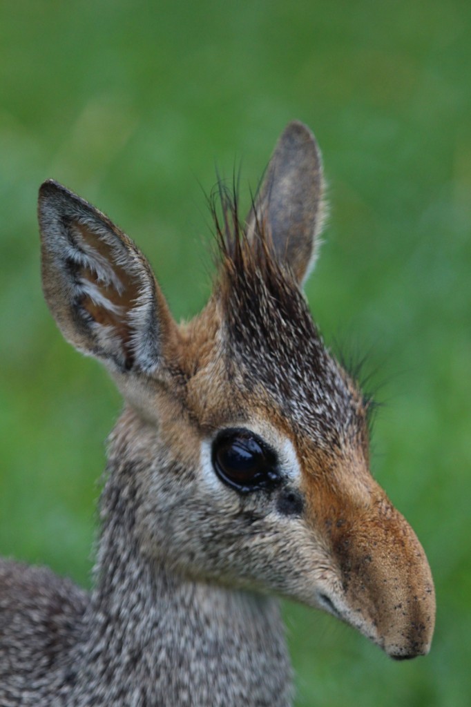 A Dik Dik is about 18 inches tall fully grown.