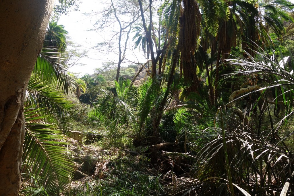 Looking down the stream bed it looks like a classical jungle.