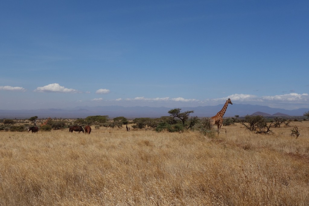 Horses grazing with giraffes.