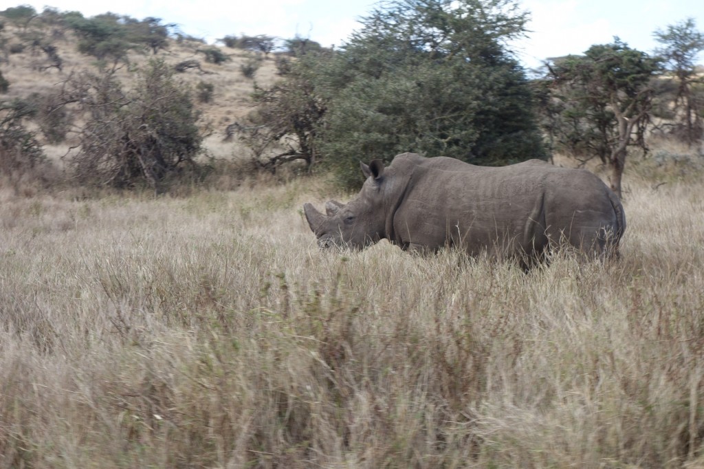 I think this is a black rhino.