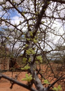 A day's growth on an Acacia tree.