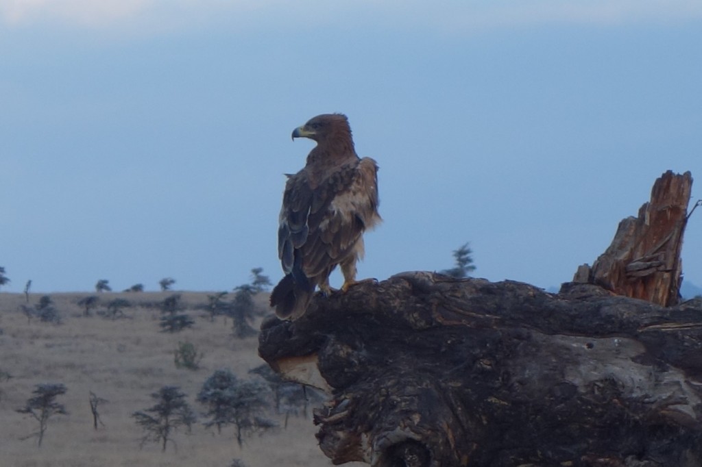 "Do I want an Elephant or Rhino for lunch?" -- Tawny Eagle