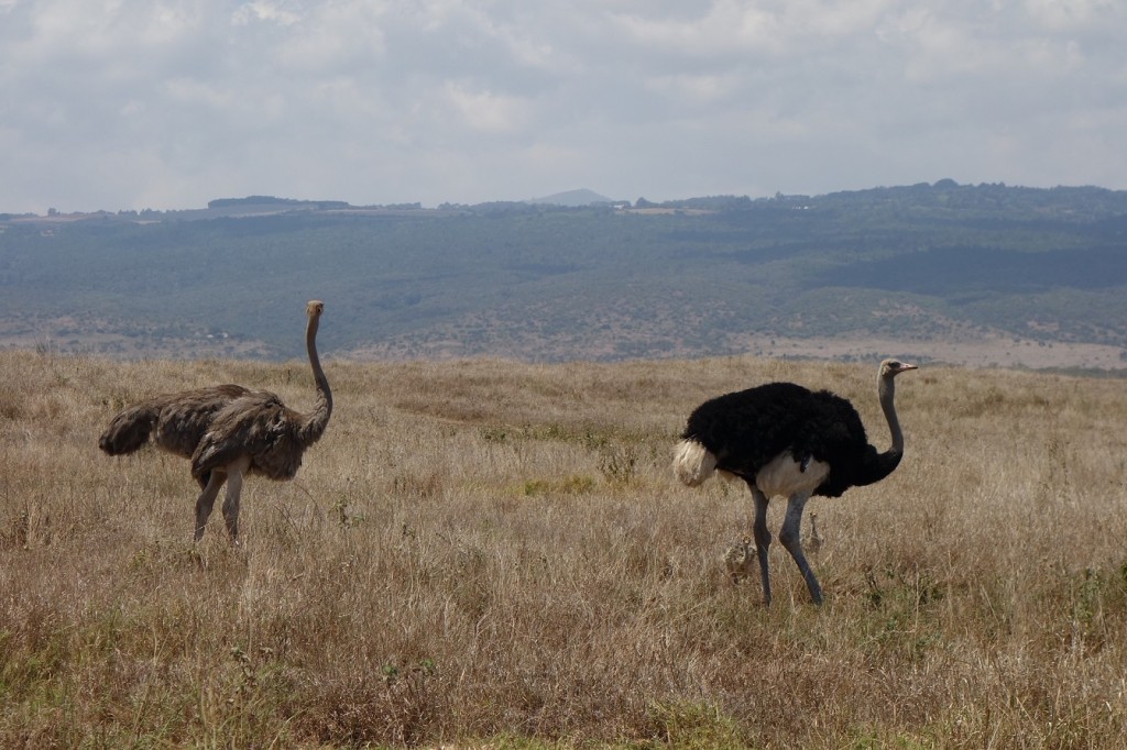 The black one is the male. The one with the nice legs is the female. -- Ostriches