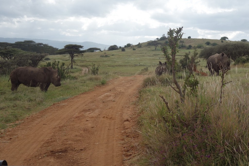 Rhinos in the roadway. Back in Kenya