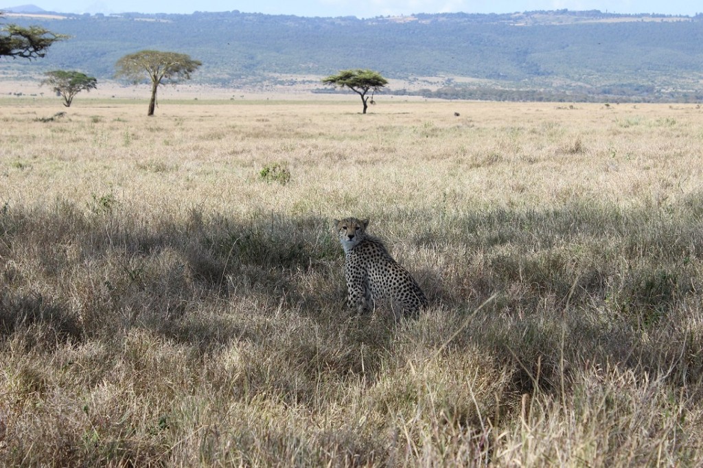 We got within fifteen feet of the first cheetah. Where is the second?