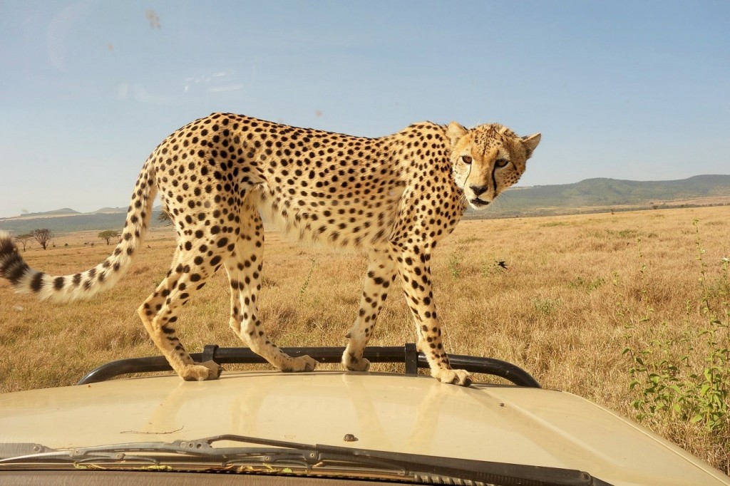 The cheetah effortlessly jumped to the hood of our car.