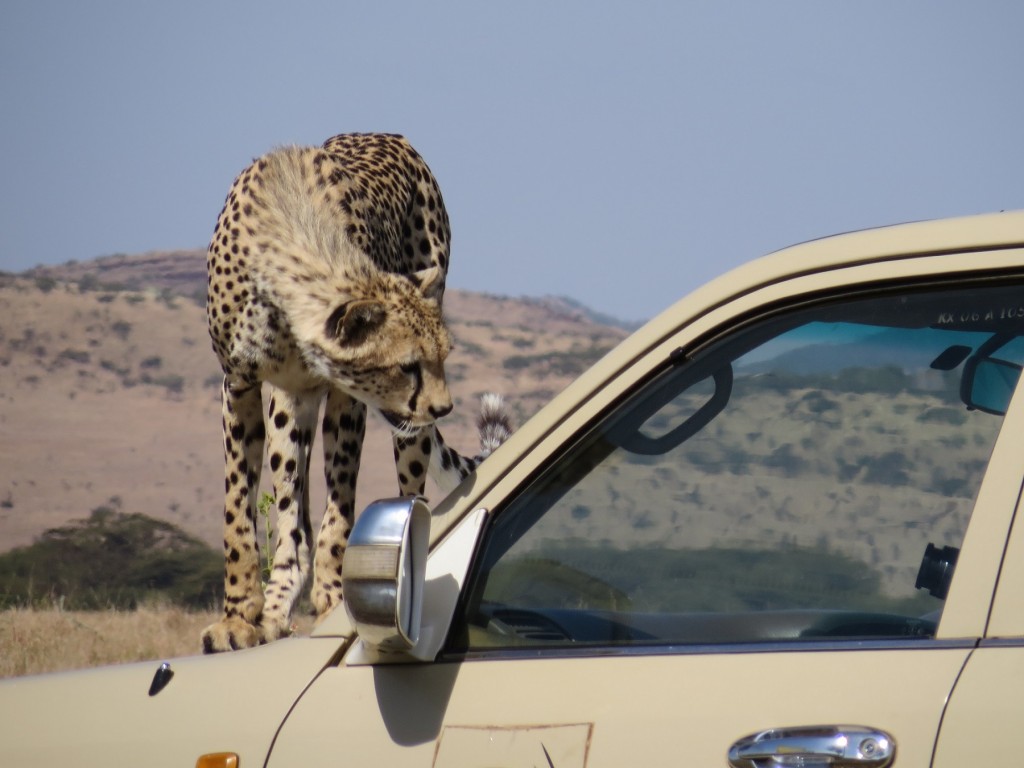 The cheetah looking at Bob.