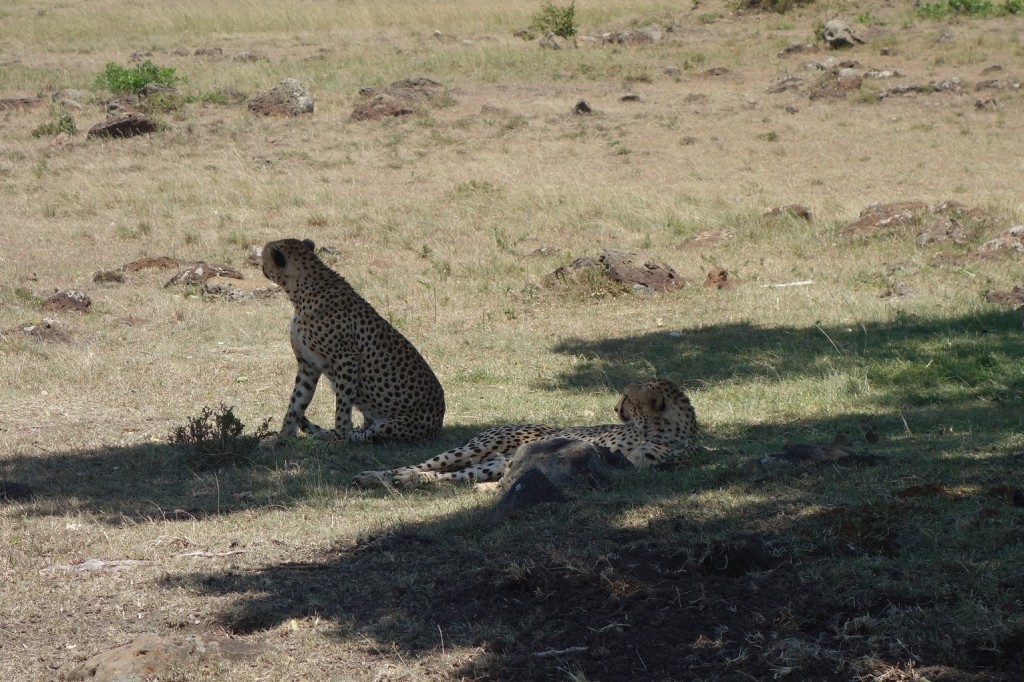 Healthy Cheetah resting in the shade of an acacia.