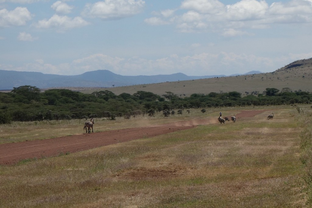 Zebra running down the airstrip. You can see Anne just beyond them.