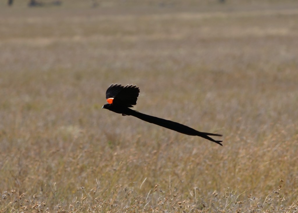 Long Tailed Widowbird