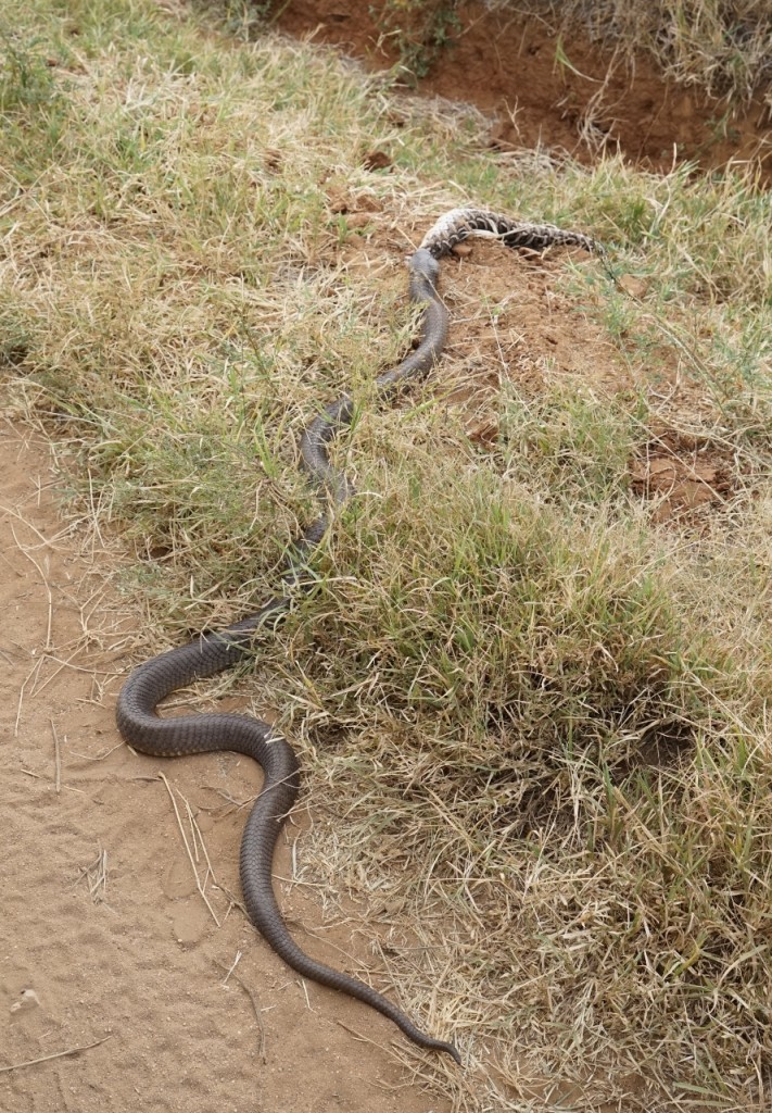 Two meter black spitting cobra and its prey, an even more poisonous buff adder
