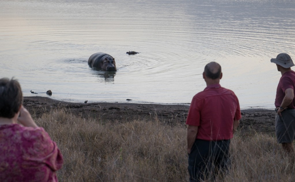 Probably a bit too close to Lewa's hippos