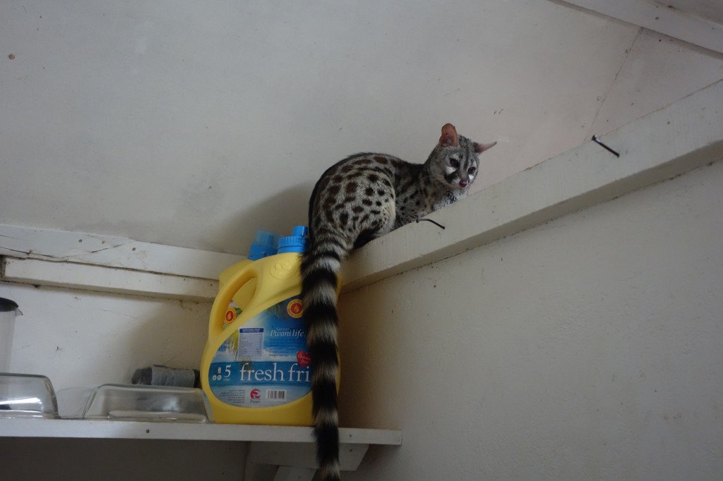 A Genet Cat in our kitchen. 