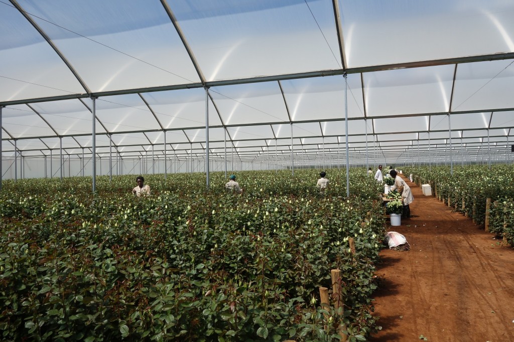 Harvesting white roses in one of the greenhouses.