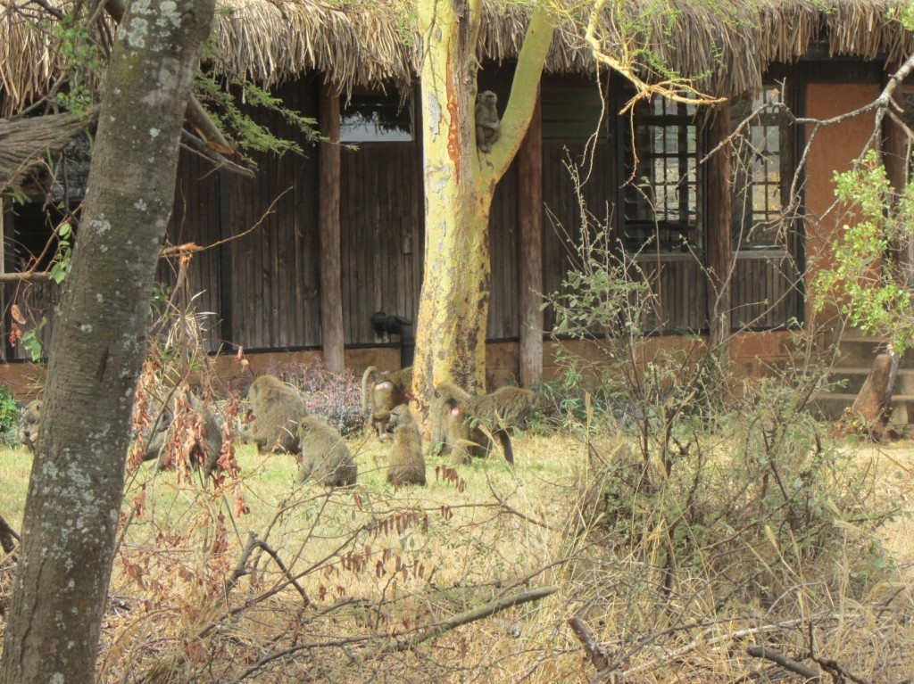 Baboons on the path by the main house (concrete steps to far right).