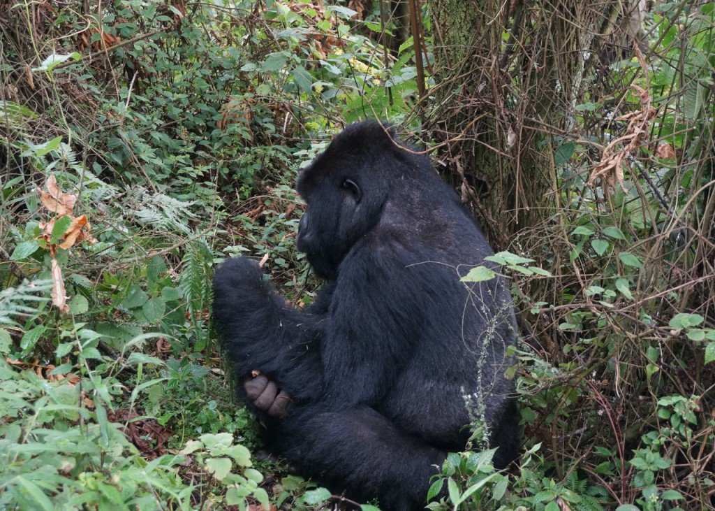 #3 silverback lost his left hand to a poacher's snare.