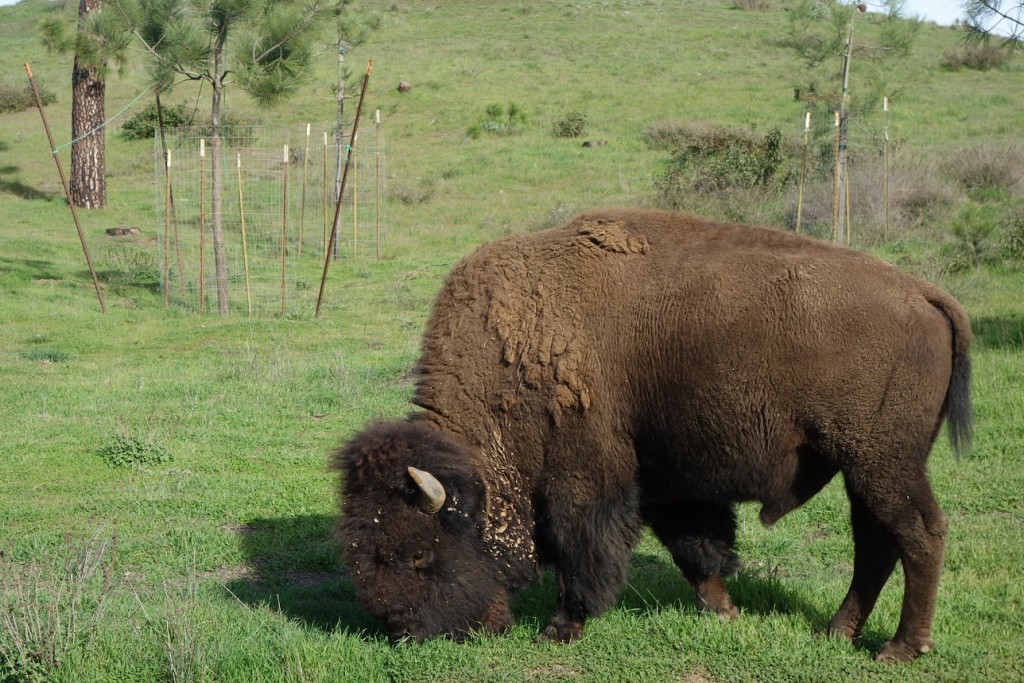 The Conservancy is importing Bison. Don't know why, they aren't indigenous (I think).