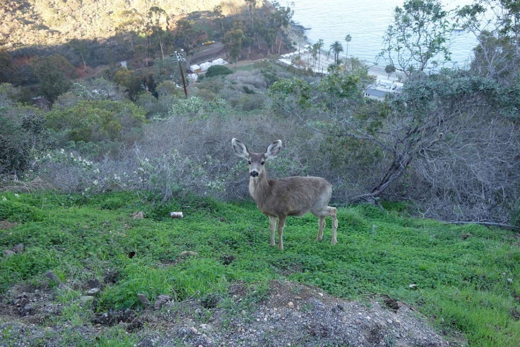 We came upon a Catalina Island Deer.