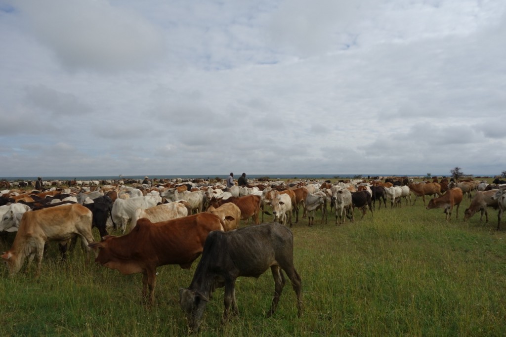 NRT Trading cattle bunch grazing on good grass.